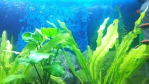 akvaryum neden kokar