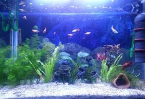 akvaryum temizleme malzemeleri