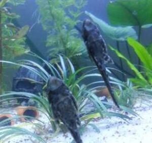 akvaryum yosun çeşitleri