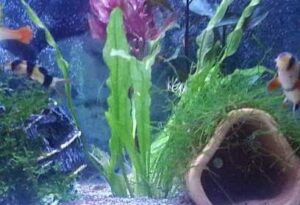 akvaryumda doğal dekor