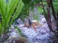 Bal─▒klar─▒n B├╝y├╝mesi ve Geli┼smesi 200x150 1