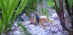 balıkların buyumesi ve gelismesi