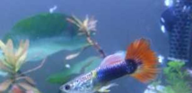 lepistes akvaryumu nasıl olmalı