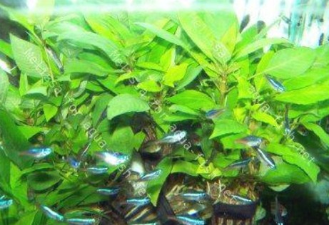 Limon Bitkisi (Hygrophila corymbosa)