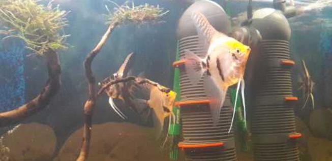 melek balığı cinsiyet ayrımı