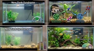 Yeni Akvaryum Sendromu ve Azot Döngüsü