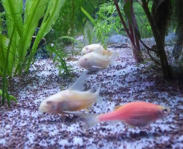 yeni akvaryumda berrak su