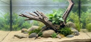akvaryum dekorasyon