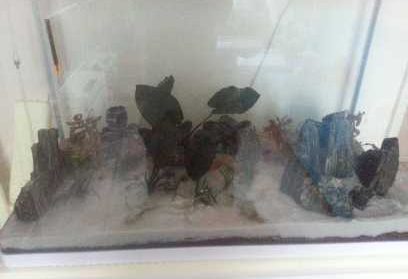 akvaryum dekorasyonu