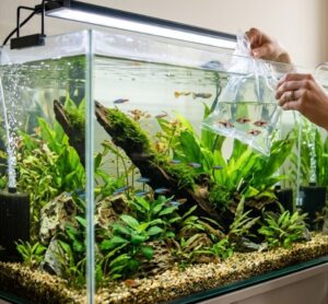 akvaryuma yeni balık ekleme