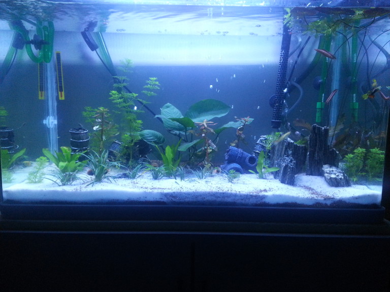 kolay-akvaryum-kurulumu