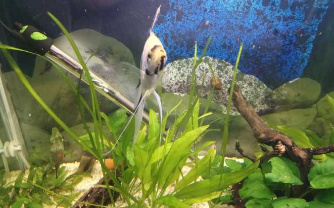 melek balığı yumurtalarında mantarlaşma