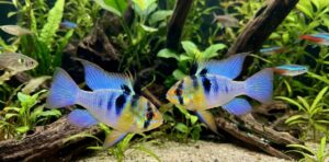 Mikrogeophagus Ramirezi German Ramirezi