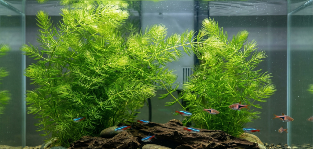 Tilki Kuyruğu (Ceratophyllum demersum)