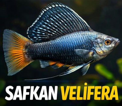 safkan velifera 1