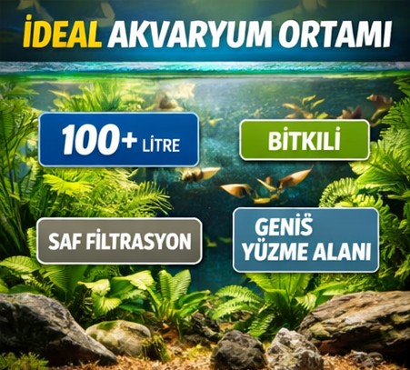 safkan velifera ideal akvaryum ortami